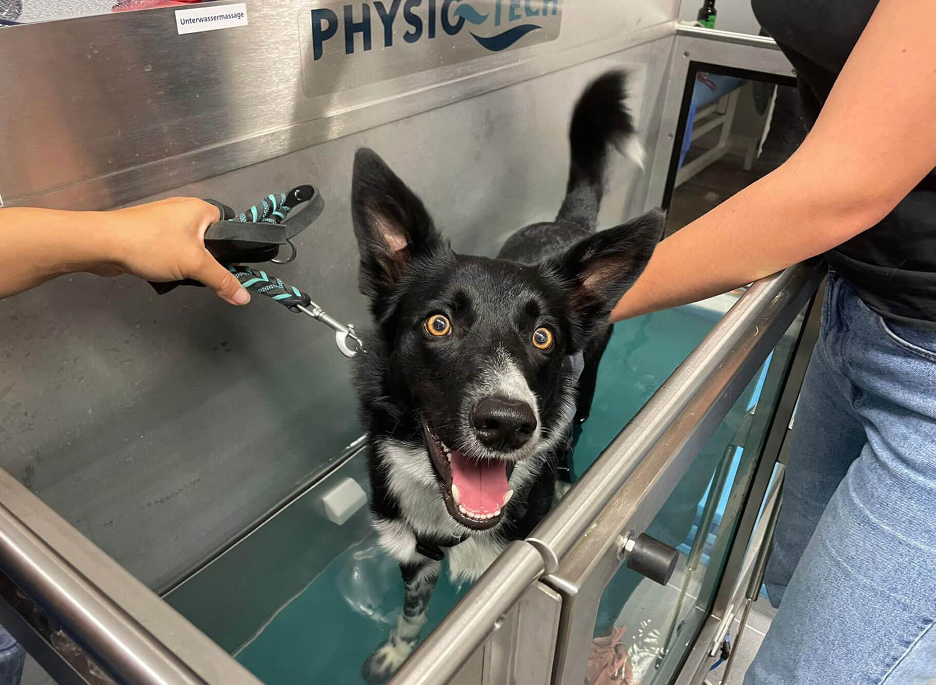 Hund läuft auf Unterwasserlaufband im Hunde Therapie Zentrum, sichtbar von der Seite während der Therapie