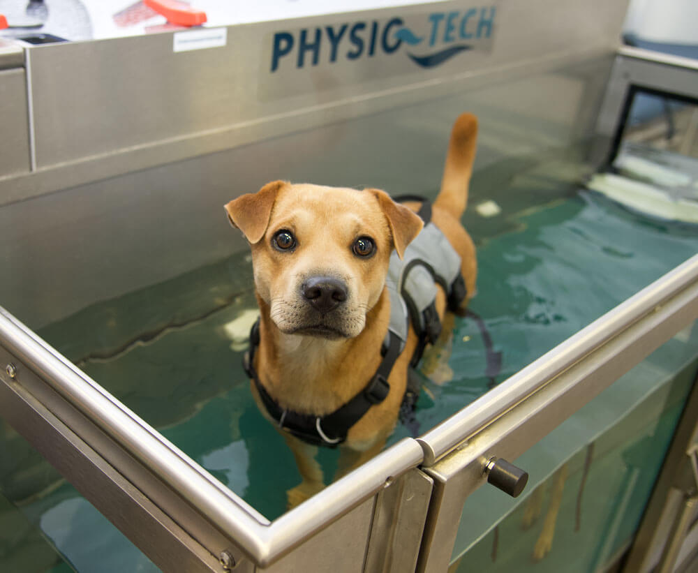 hunde-therapie-zentrum-Hydrotherapie-4
