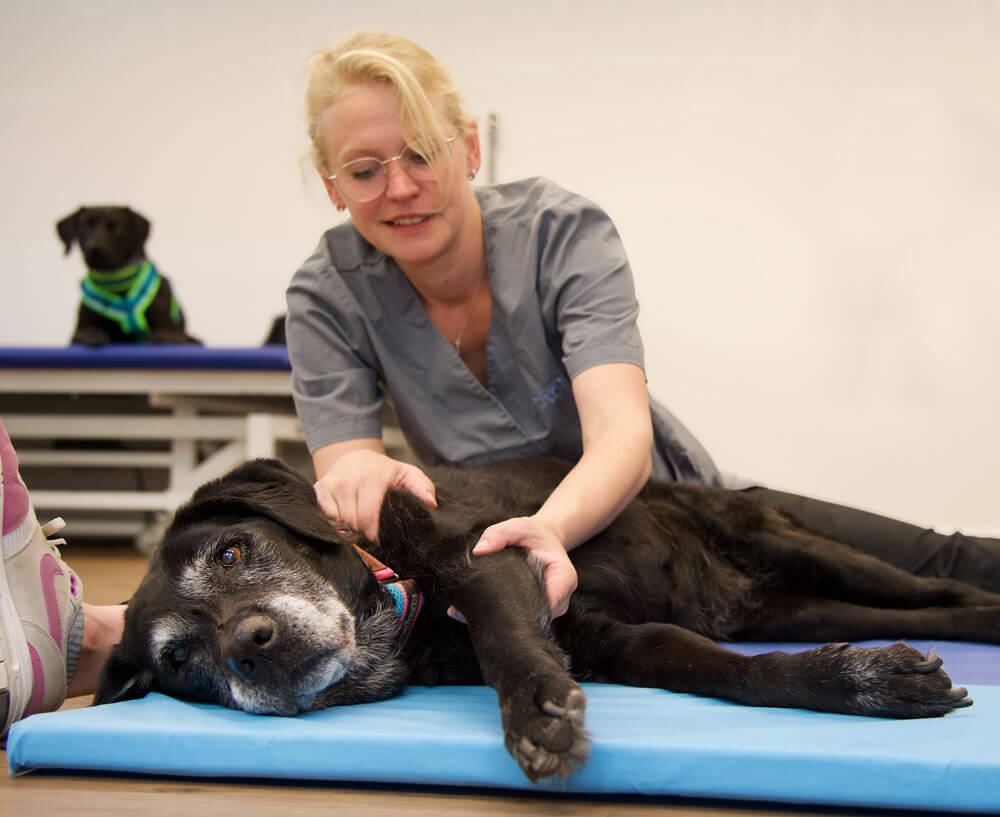 hunde-therapie-zentrum-Phiosophie-3