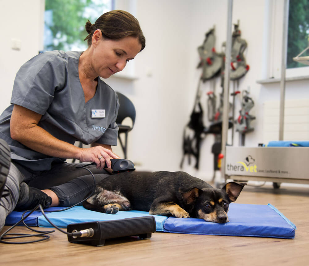 hunde-therapie-zentrum-Phiosophie-5