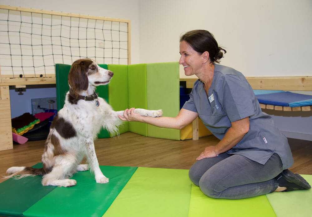 hunde-therapie-zentrum-Phiosophie-6