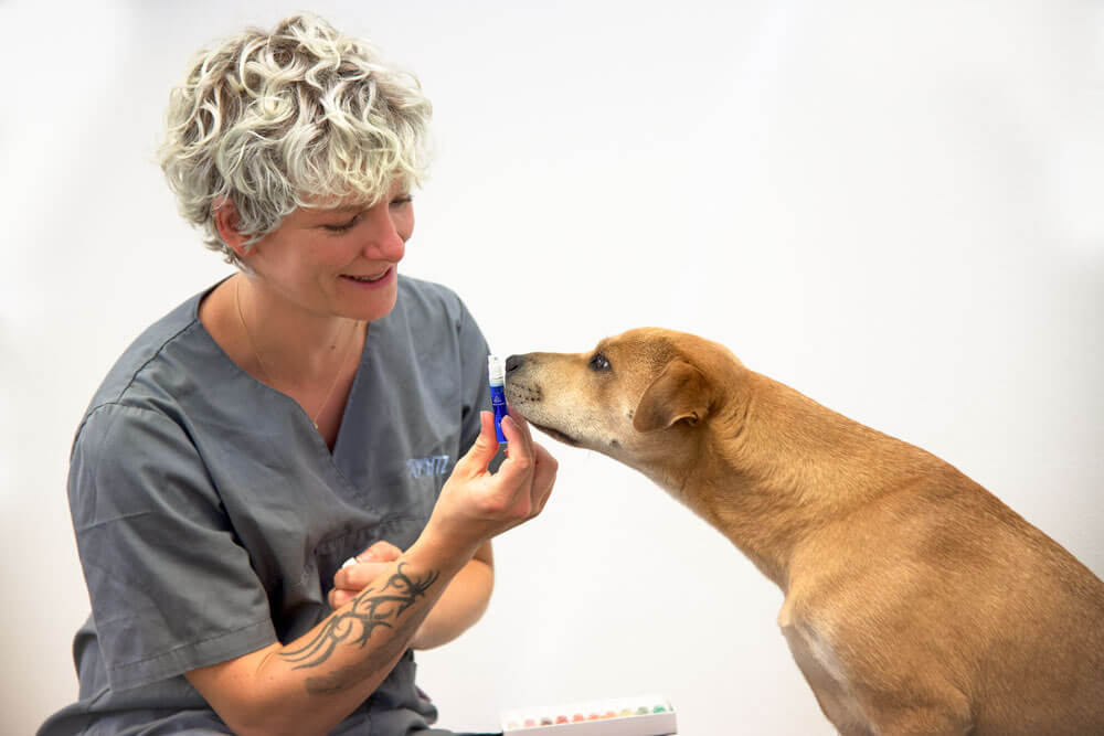 hunde-therapie-zentrum-leistungen-Tierheilpraktik3