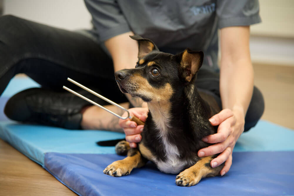 hunde-therapie-zentrum-leistungen-Tierheilpraktik4